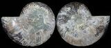 Polished Ammonite Pair - Agatized #54320-1
